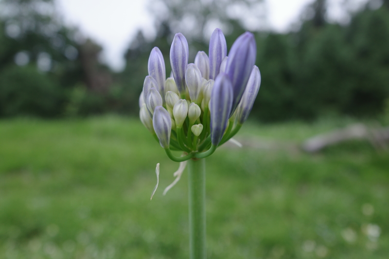 百子蓮(愛情花)